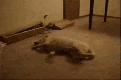 17-dogs-with-a-major-case-of-the-mondays_hitting-the-wall.gif